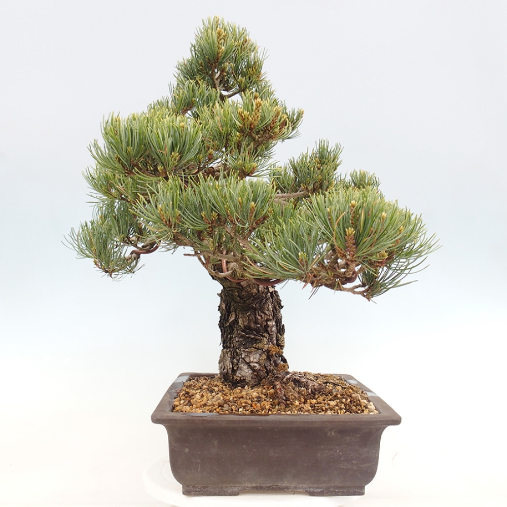Bonsai da esterno - Pinus parviflora - Pinus parviflora