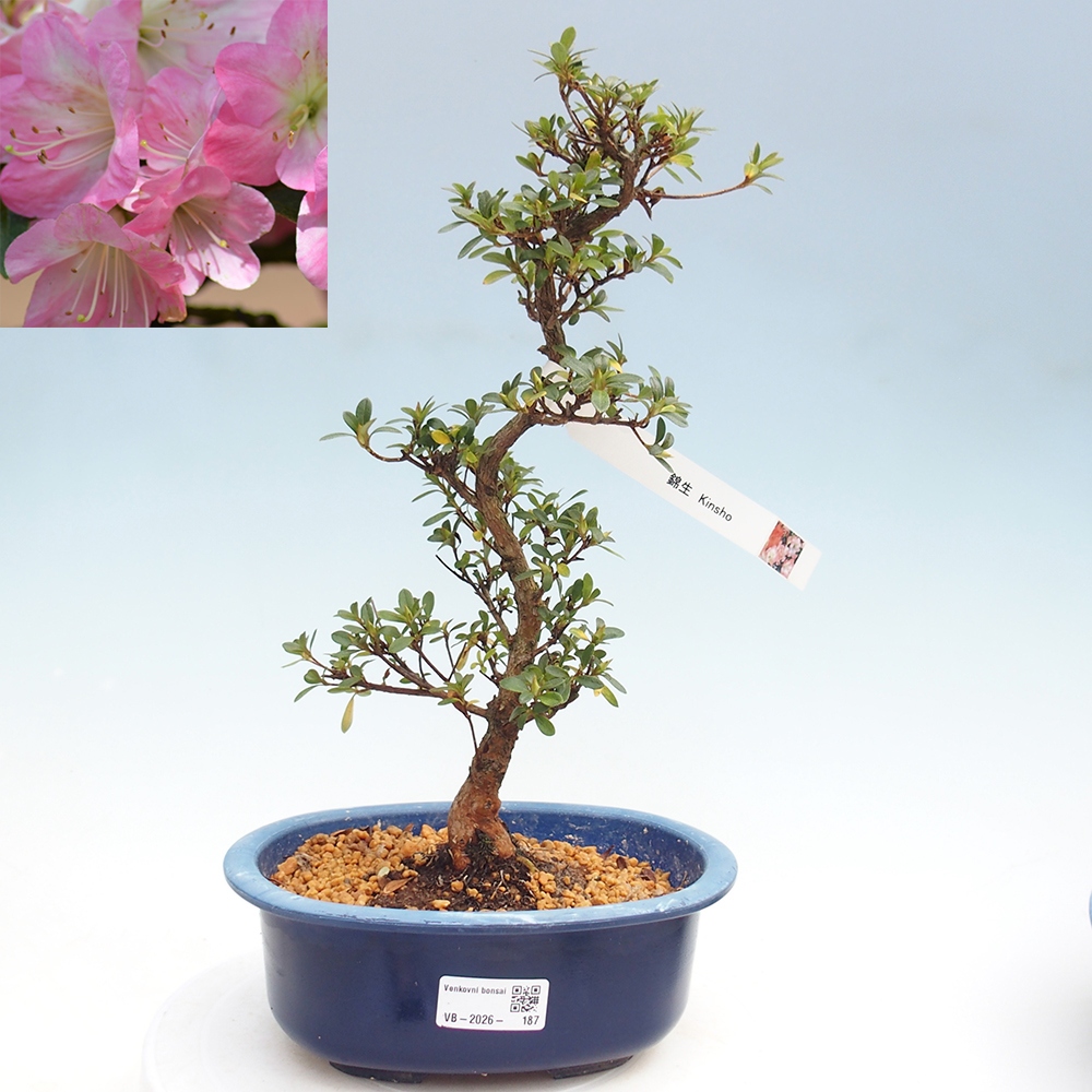 Bonsai da esterno - Azalea giapponese - Azalea Kinsho
