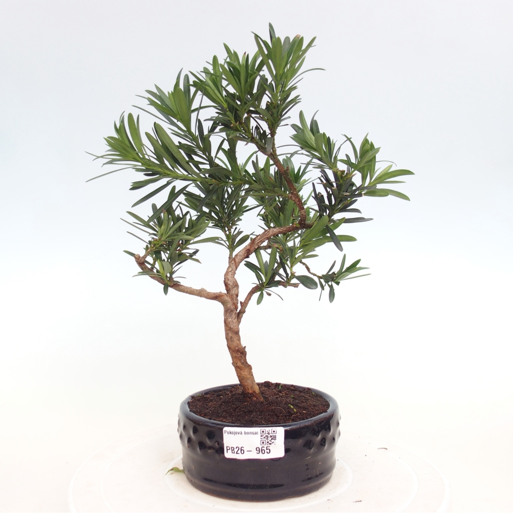 Camera bonsai - Podocarpus - Tasso delle pietre