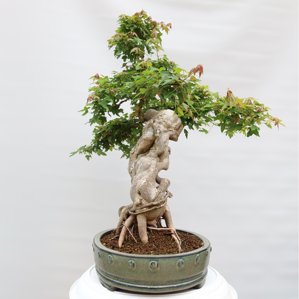 Bonsai da esterno - Acero Burger - Acer Burgerianum