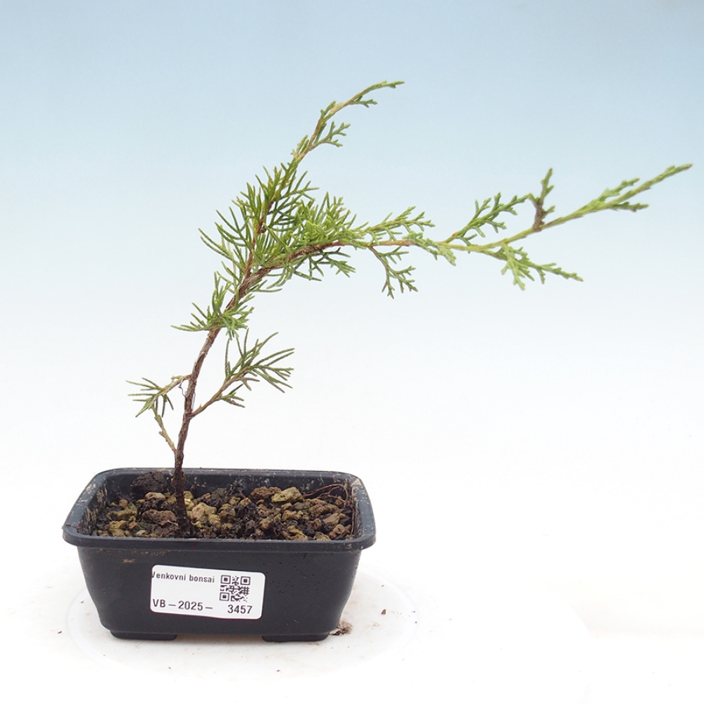 Bonsai da esterno - Juniperus chinensis Itoigawa