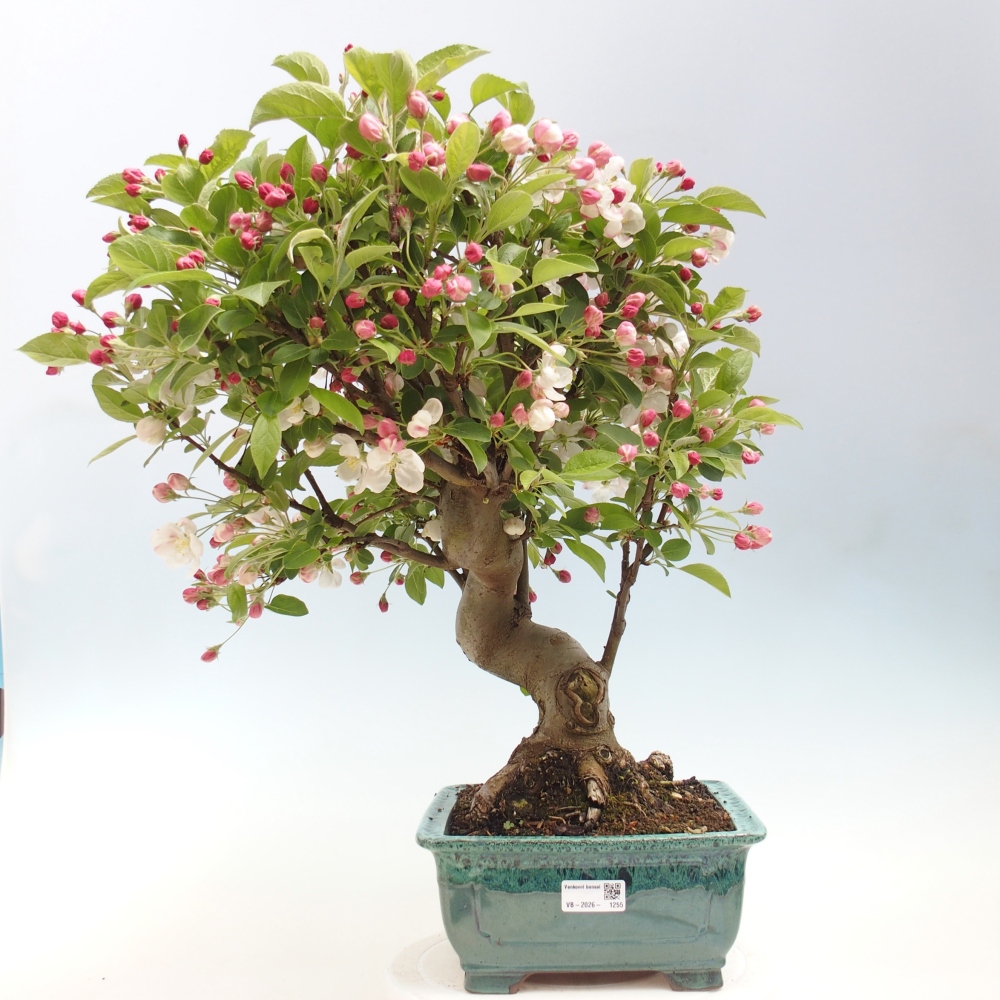 Bonsai da esterno -Malus halliana - Melo a frutto piccolo