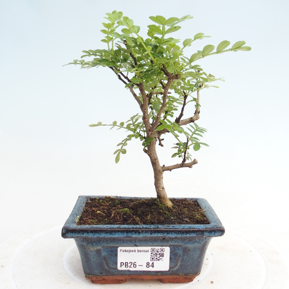 Camera bonsai - Zantoxylum piperitum - albero del pepe