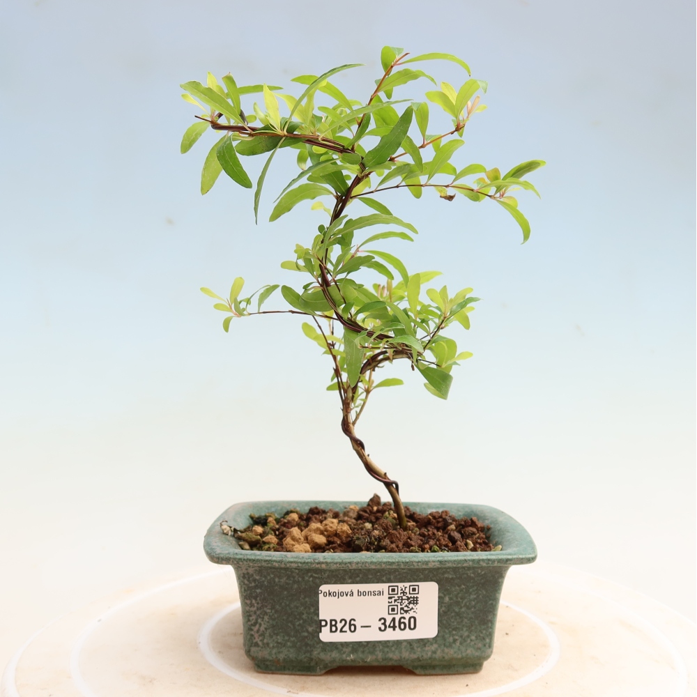Camera bonsai-PUNICA granatum nana-Mela granata
