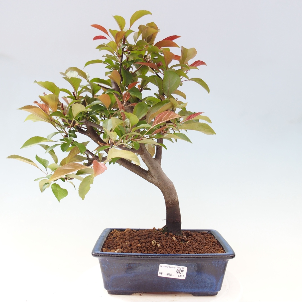 Bonsai da esterno -Malus domestica - Melo a piccoli frutti a foglie rosse