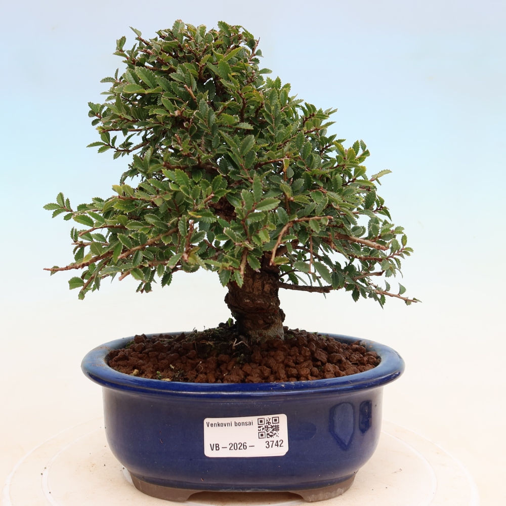 Bonsai da esterno - Zelkova - Zelkova NIRE