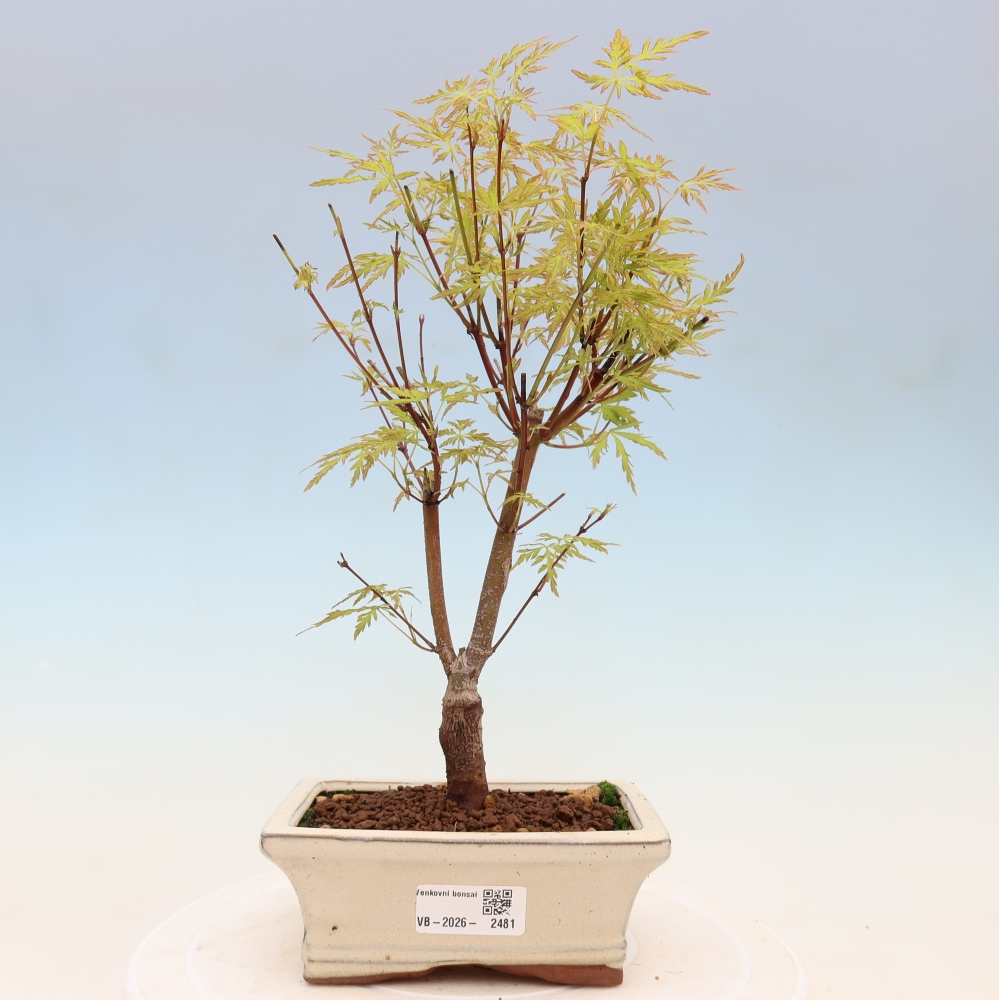 Bonsai da esterno - Acer palmatum Dissectum
