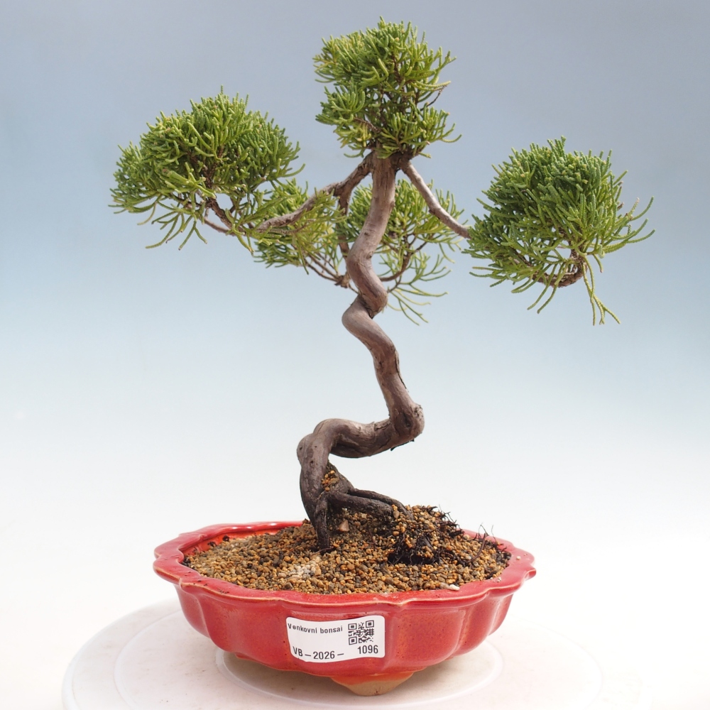 Bonsai da esterno - Juniperus chinensis Kishu
