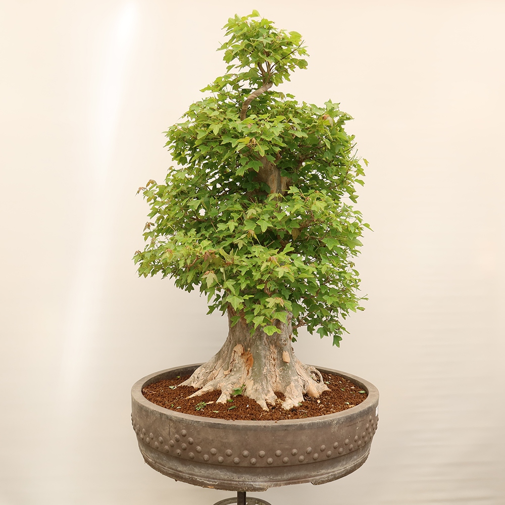 Bonsai da esterno - Acero Burger - Acer Burgerianum