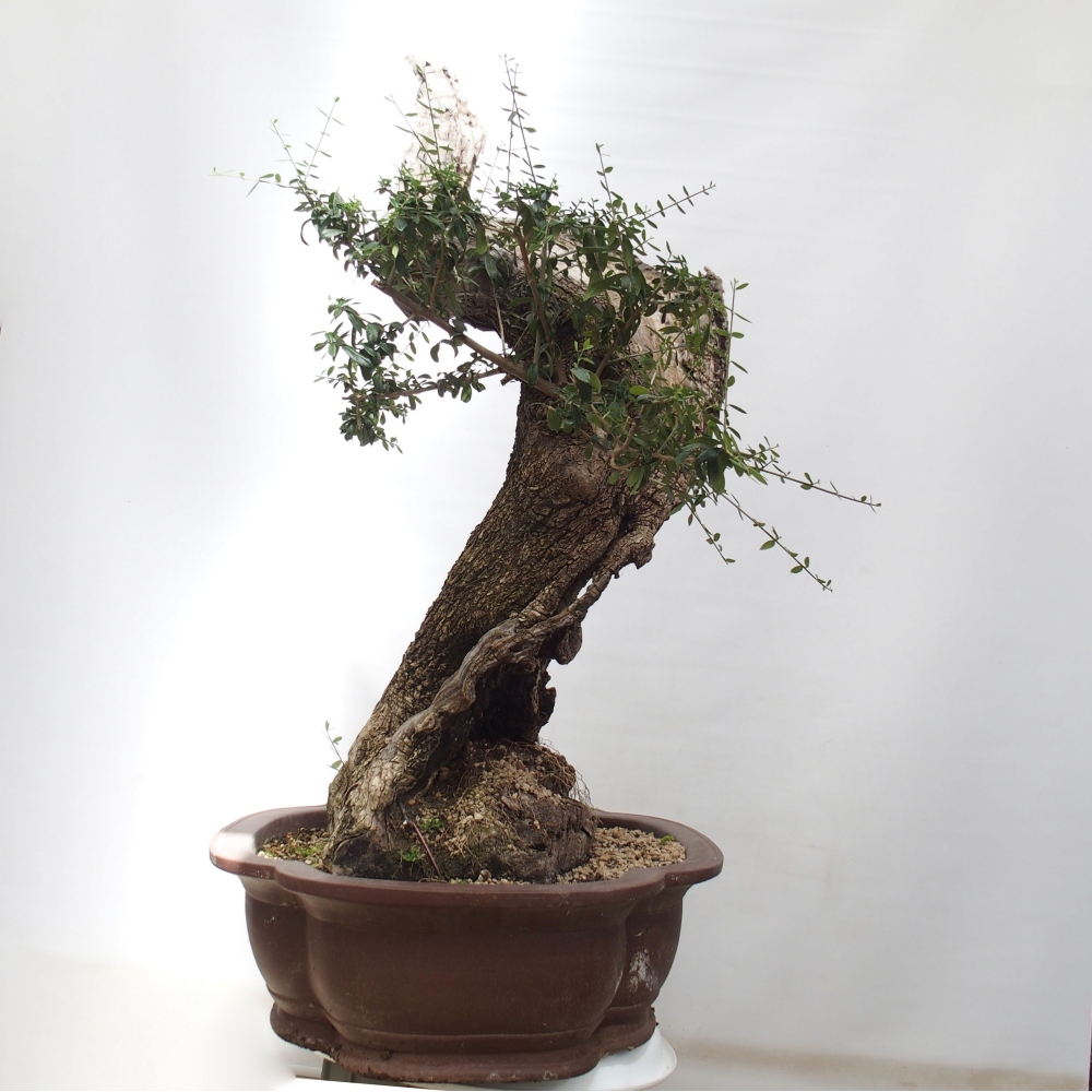Bonsai da interno - Olea europaea sylvestris
