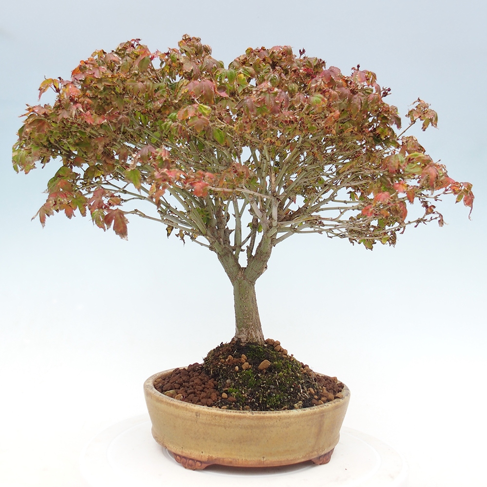 Acer palmatum KIOHIME - Acero palmato