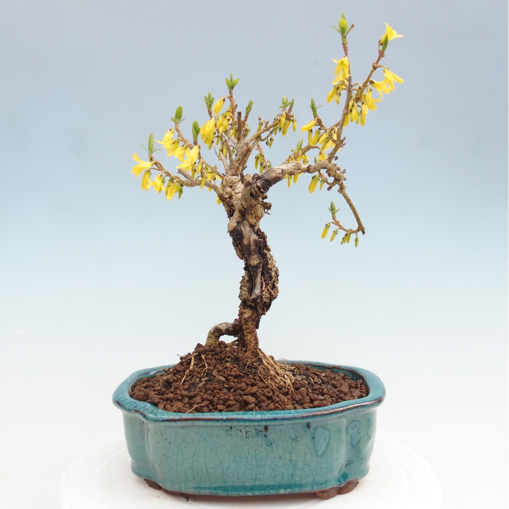 Bonsai da esterno - Zlatice - Forsythia koreana