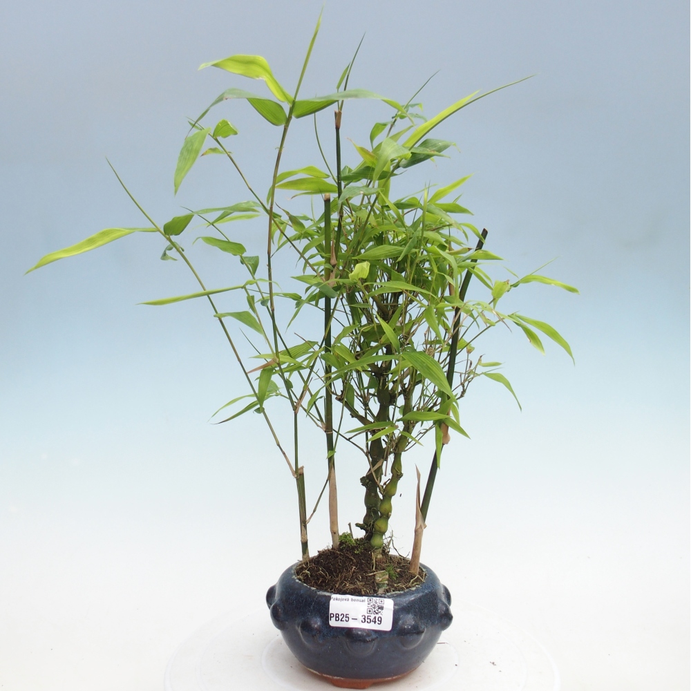 Camera bonsai - Bamboo budha-Bamboo budha belly