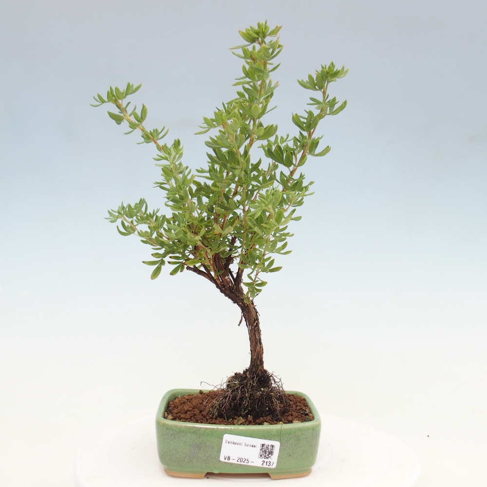 Bonsai da esterno - Potentila fruticosa yellow Bird