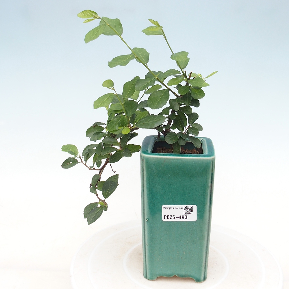 Bonsai da interno - Grewia occidentalis - Stella marina della lavanda