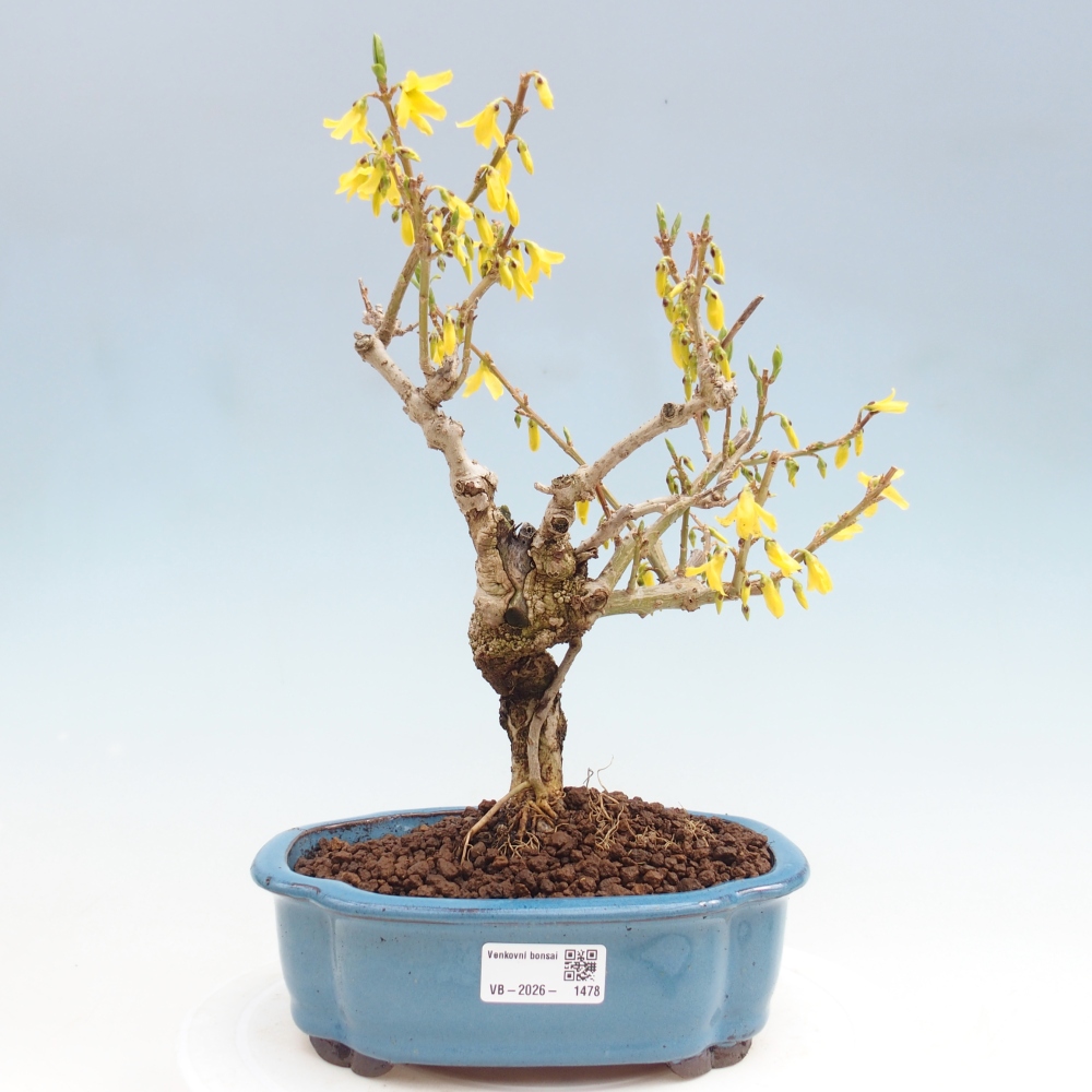Bonsai da esterno - Zlatice - Forsythia koreana