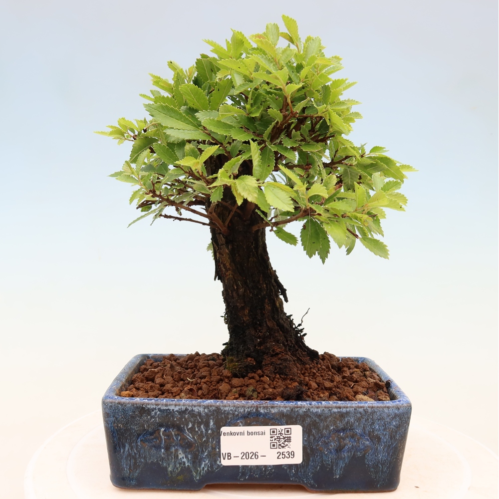 Bonsai da esterno - Zelkova - Zelkova NIRE