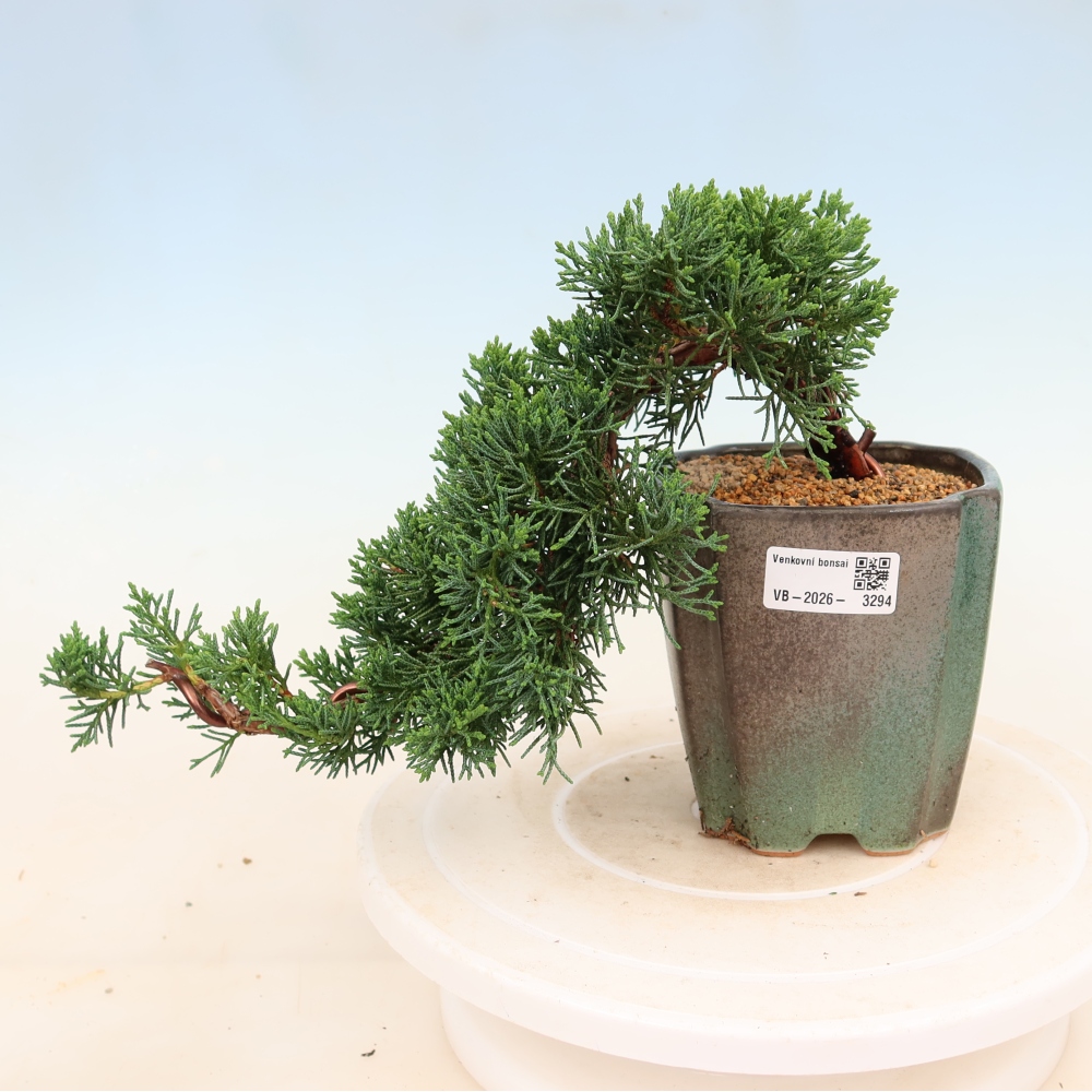 Bonsai da esterno - Juniperus chinensis Kishu
