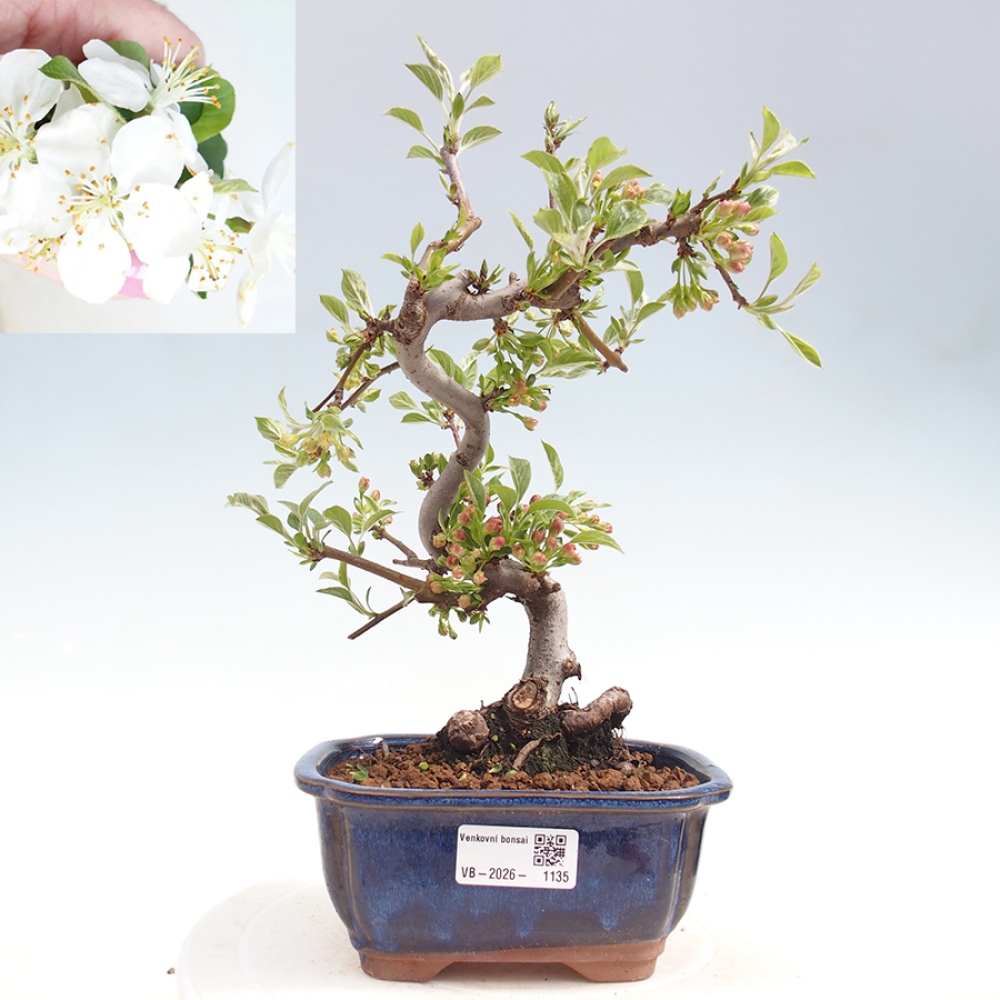 Bonsai da esterno - Malus sargentii - Melo a frutto piccolo