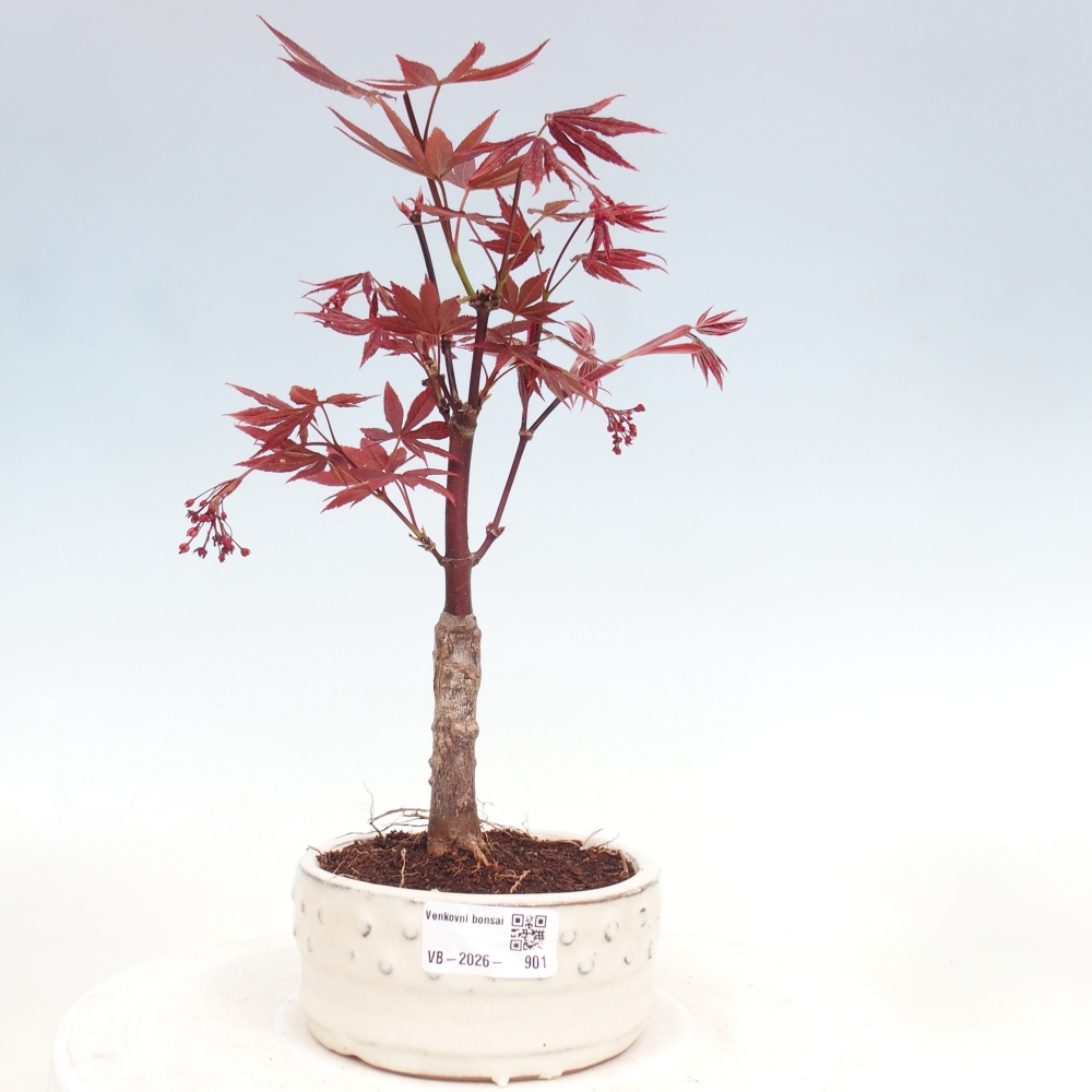 Bonsai da esterno - Palma Acer. Atropurpureum-Javor palmate