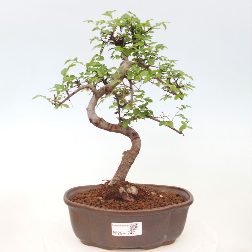Camera bonsai - Ulmus parvifolia - Olmo a foglie piccole