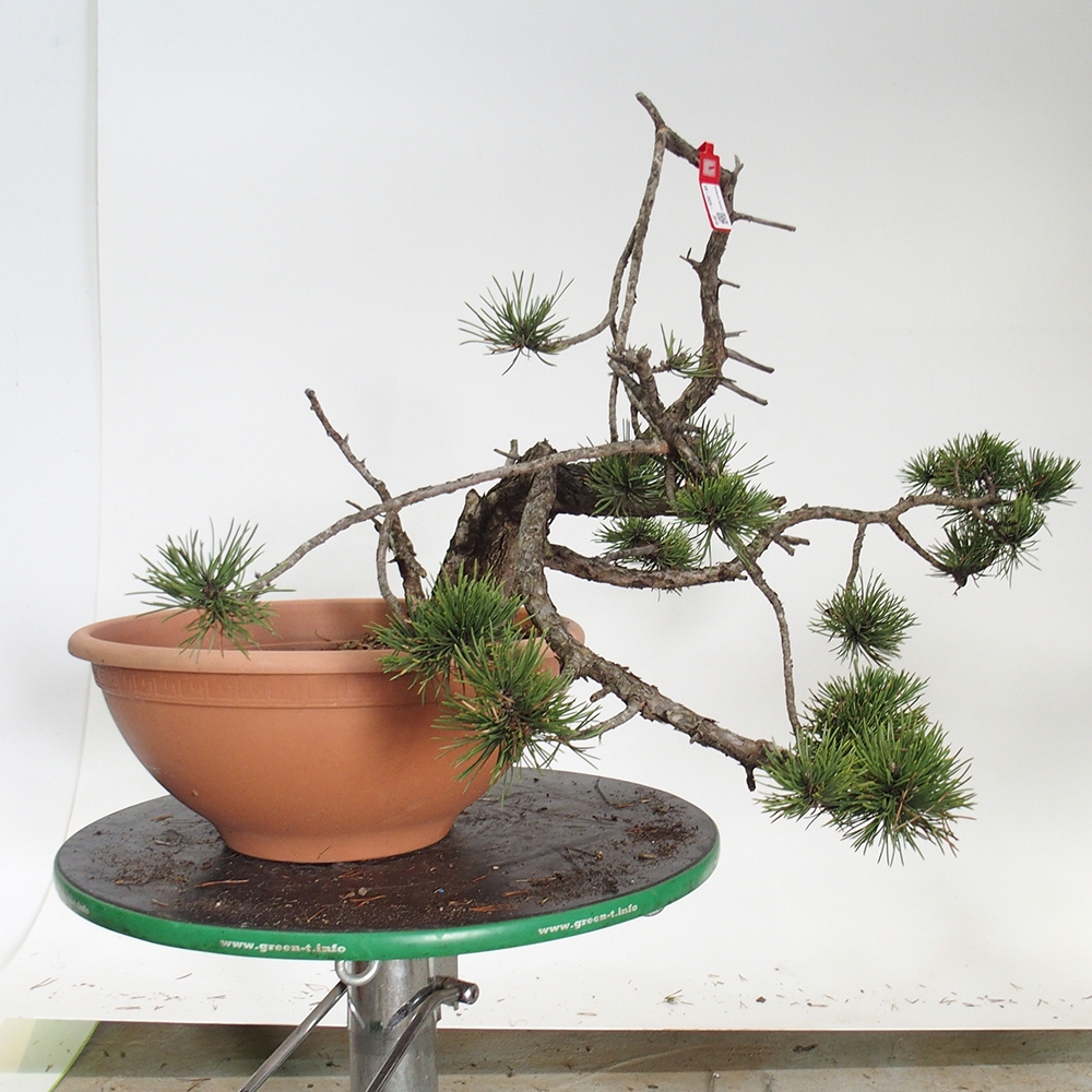 Yamadori - Pinus sylvestris Spagna