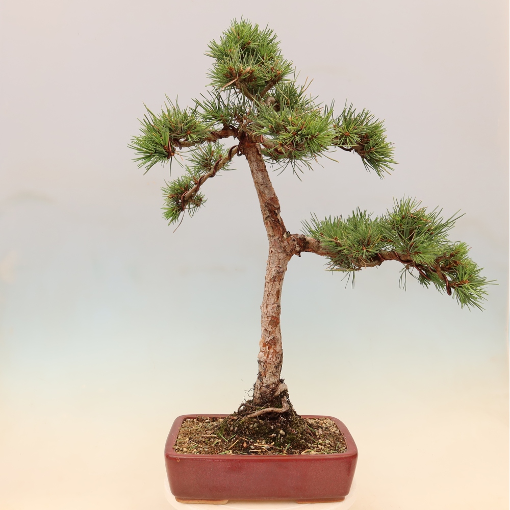 Bonsai da esterno - Pinus Sylvestris Watererri - Pino silvestre