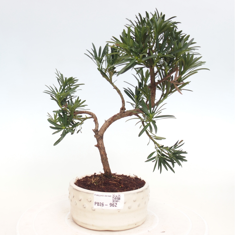 Camera bonsai - Podocarpus - Tasso delle pietre