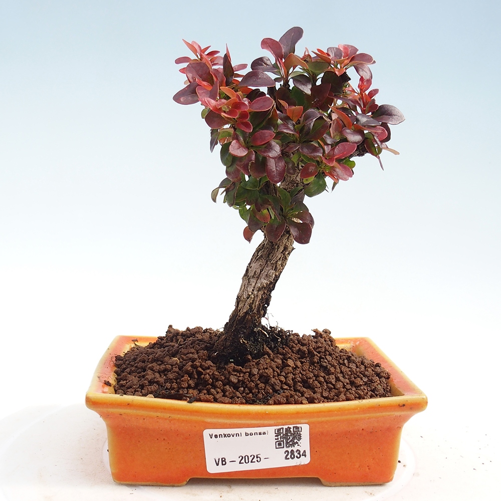 Bonsai da esterno - Berberis Thunbergii Bagatelle