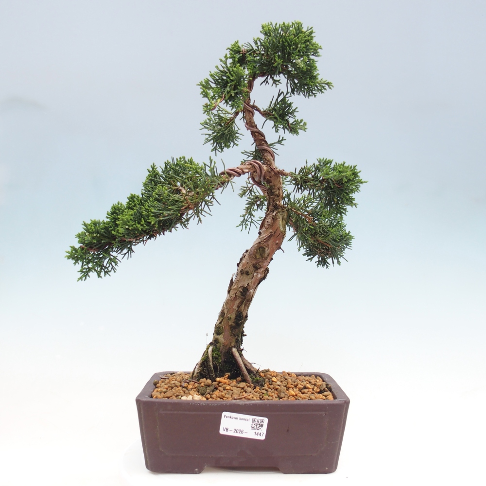Bonsai da esterno - Juniperus chinensis Kishu