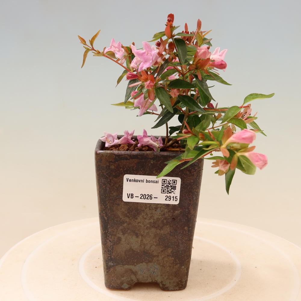 Bonsai da esterno - Abelia Edward Goucher - Abelia a fiore grande