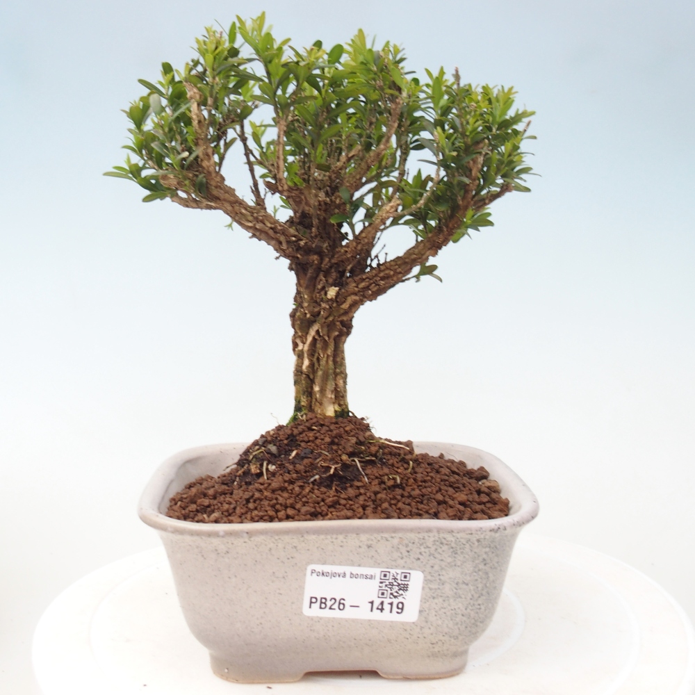 Camera bonsai - Buxus harlandii - buxus da sughero