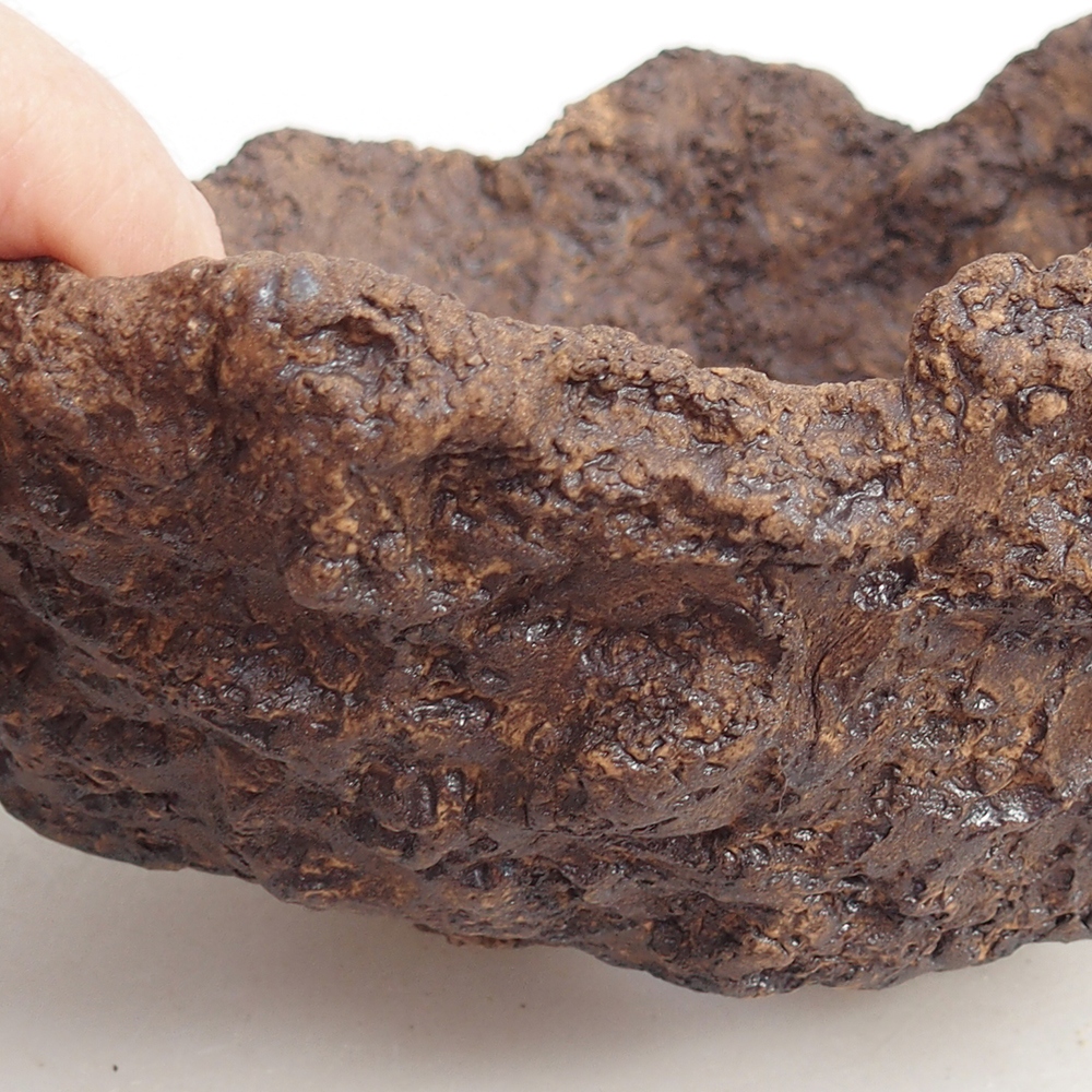 Conchiglia in ceramica 19 x 15 x 14 cm , colore marrone