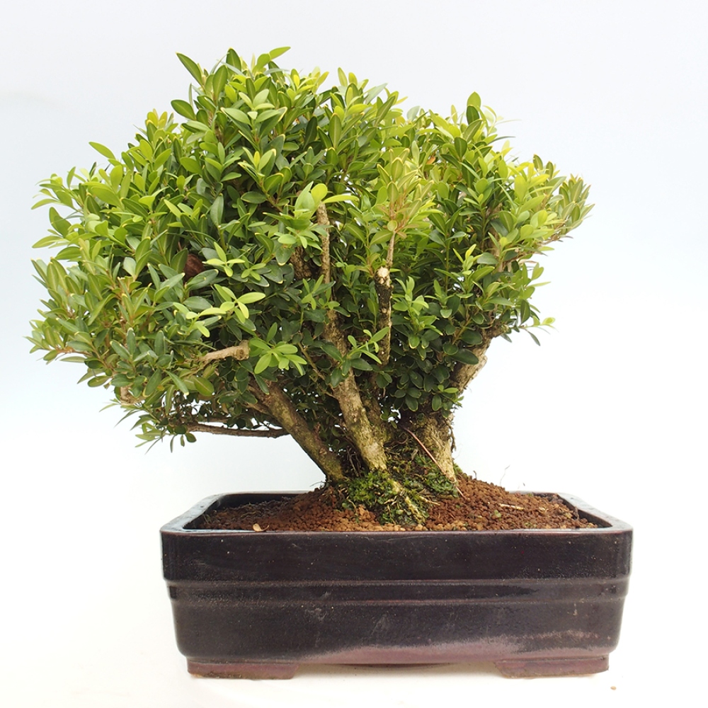 Bonsai da esterno - Buxus sempervirens - bosso