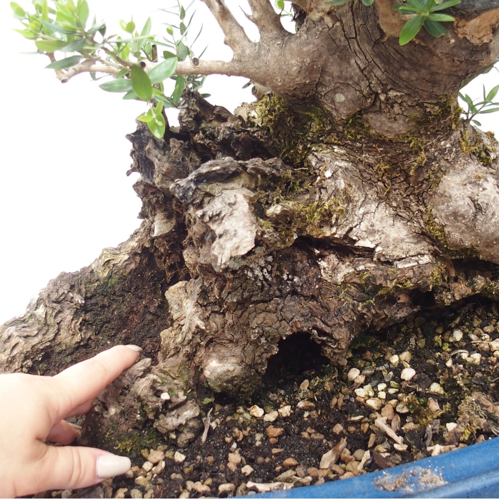Bonsai da interno - Olea europaea sylvestris