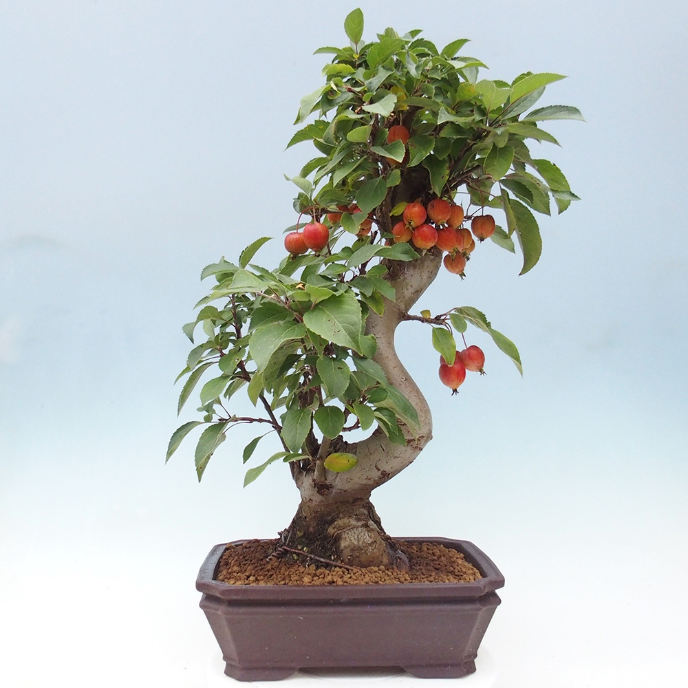Bonsai da esterno -Malus halliana - Melo a frutto piccolo