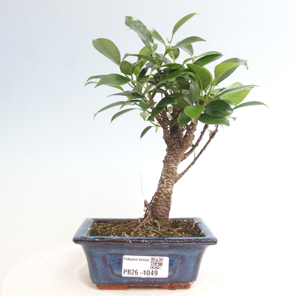 Camera bonsai Ficus retusa kimmen