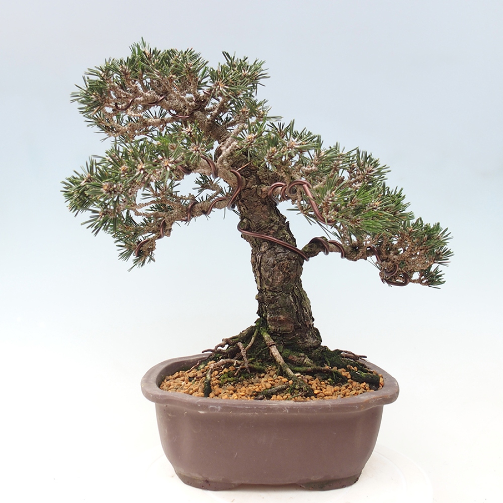 Bonsai da esterno - Pinus thunbergii Kotobuki - Pino di Thunberg