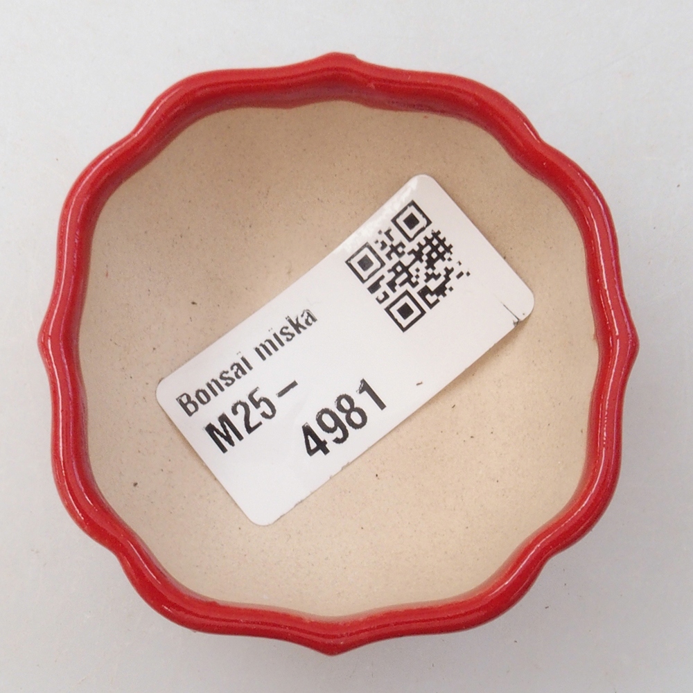 Mini bonsai 6 x 5,5 x 2,5 cm, colore rosso