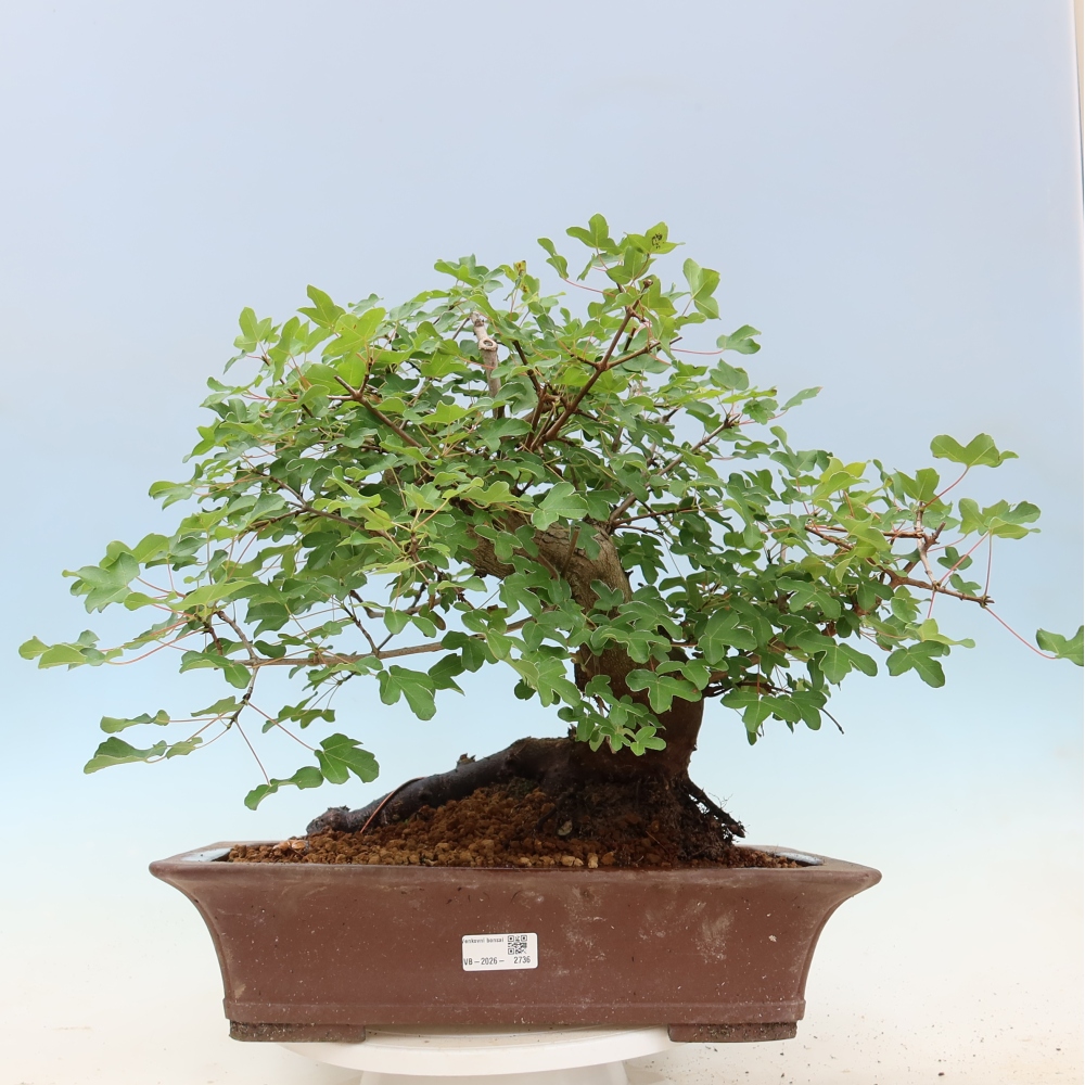 Bonsai da esterno -Javor babyka - Acer campestre