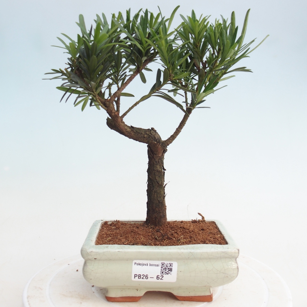 Camera bonsai - Podocarpus - Tasso delle pietre