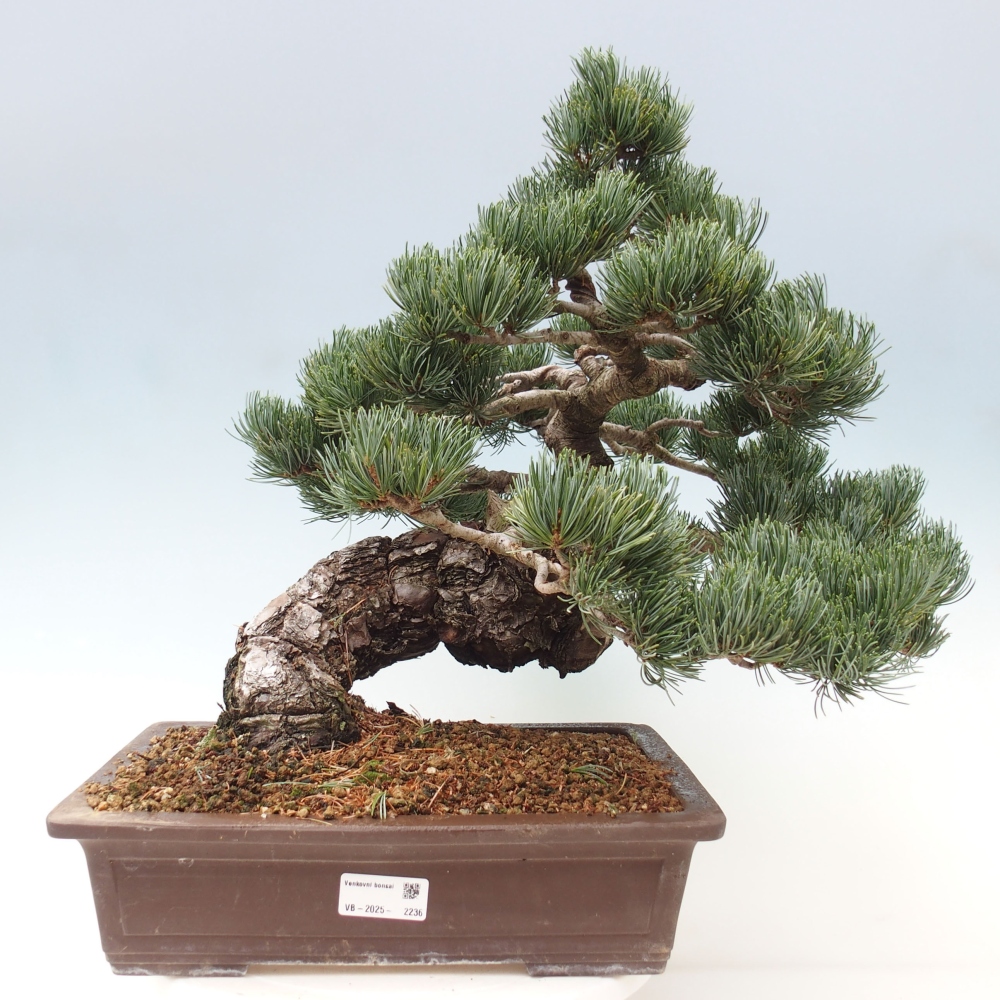 Bonsai da esterno - Pinus parviflora - Pinus parviflora