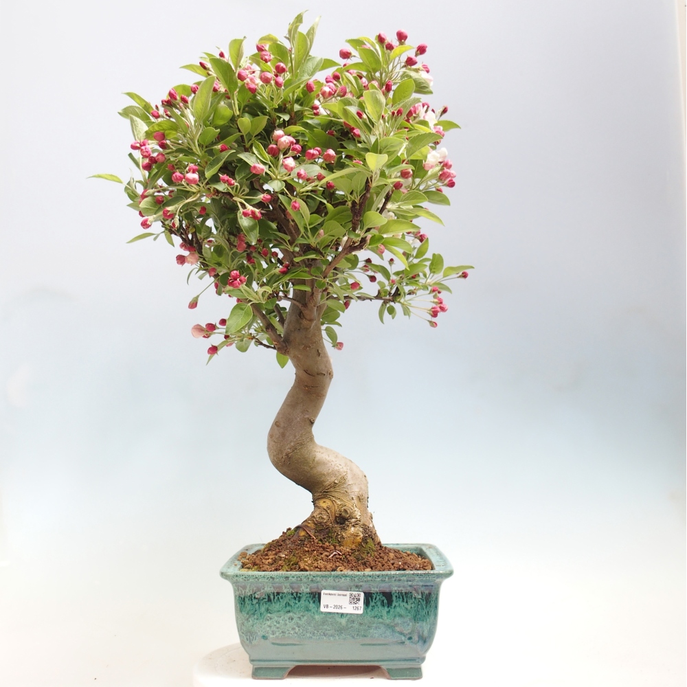 Bonsai da esterno -Malus halliana - Melo a frutto piccolo