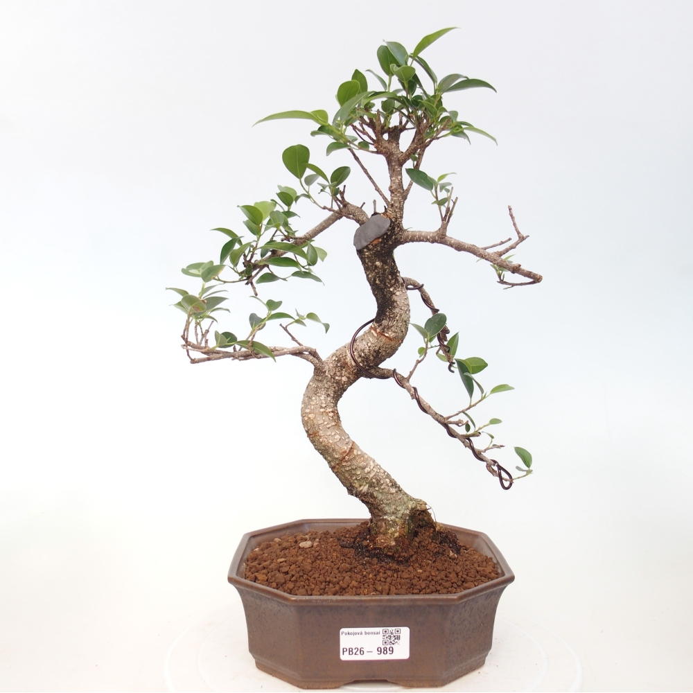 Camera bonsai - Ficus retusa - ficus a foglie piccole