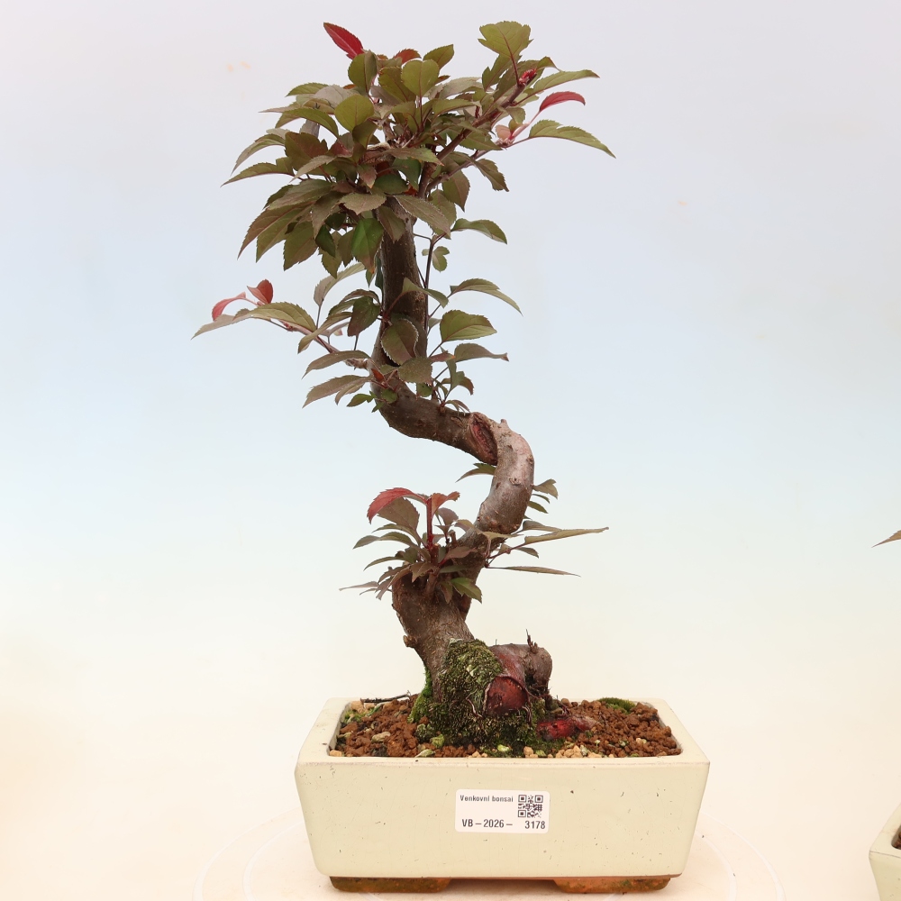 Bonsai da esterno -Malus domestica - Melo a piccoli frutti a foglie rosse
