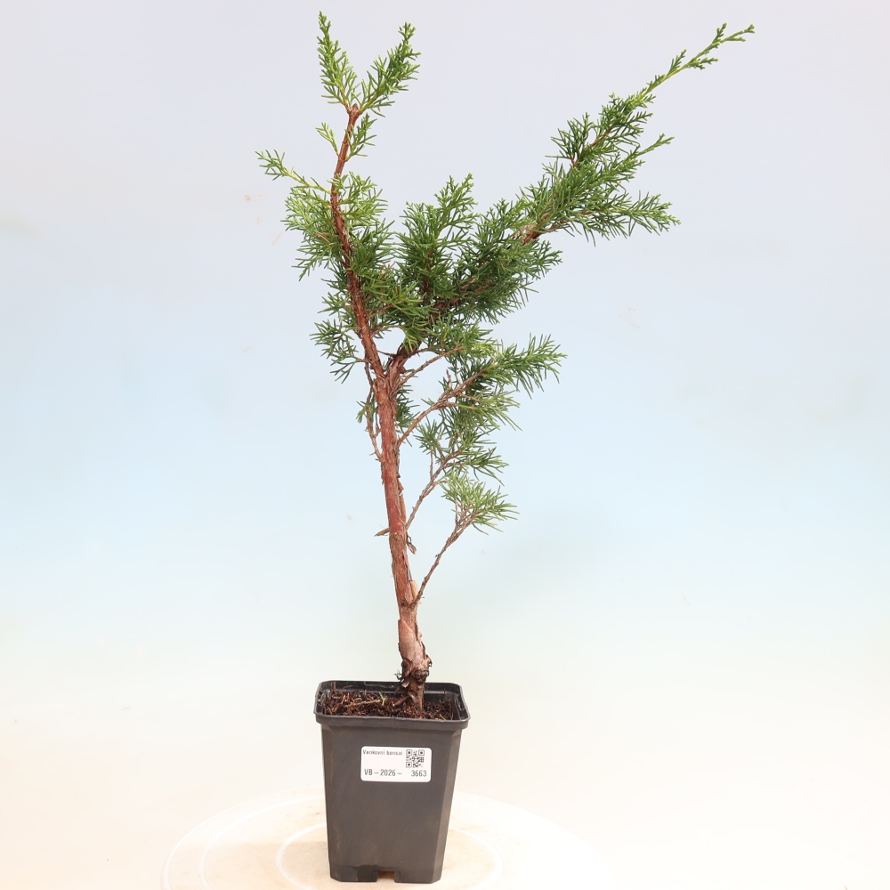 Bonsai da esterno - Juniperus chinensis Kishu