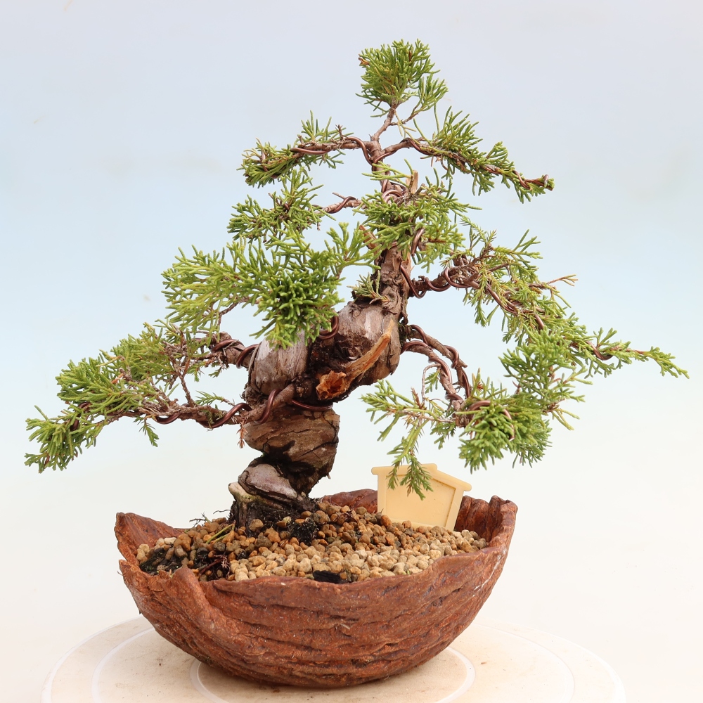 Bonsai da esterno - Juniperus chinensis Itoigawa-Juniperus chinensis
