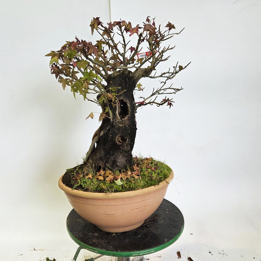 Bonsai da esterno - Ambrogio occidentale - Liquidambar styraciflua