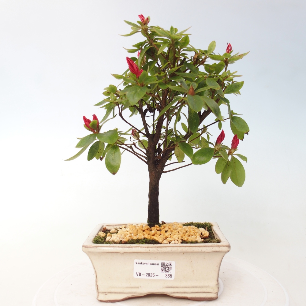 Bonsai da esterno - Azalea giapponese - Azalea sp.