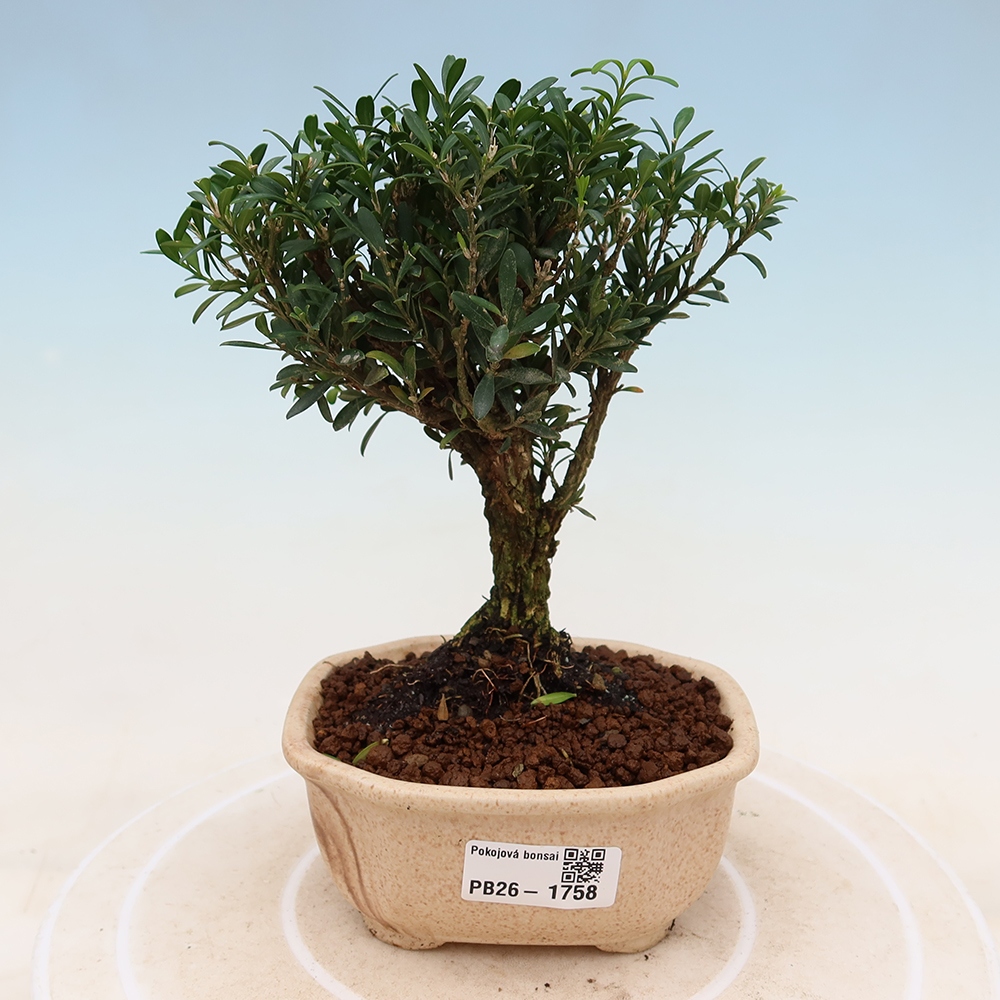 Camera bonsai - Buxus harlandii - buxus da sughero